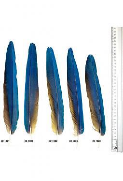 Ara Federn - Schwanzfedern Papagei blau-gelb (3)
