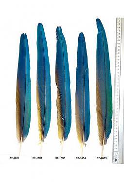 Ara Federn - Schwanzfedern Papagei blau-gelb (5)