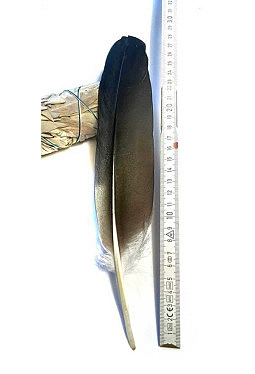 Zeremonialfeder - Storchenfeder - Räucherfeder  28 cm (2)